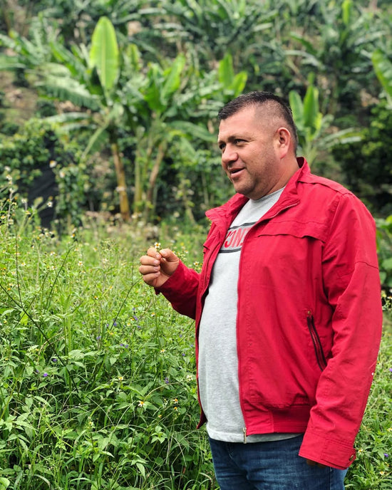 Daniel Muñoz among his coffee trees at Villa Camilla, San Agustín, Colombia