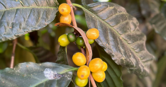 Yellow coffee cherries ripening on the branch beside unripe green ones