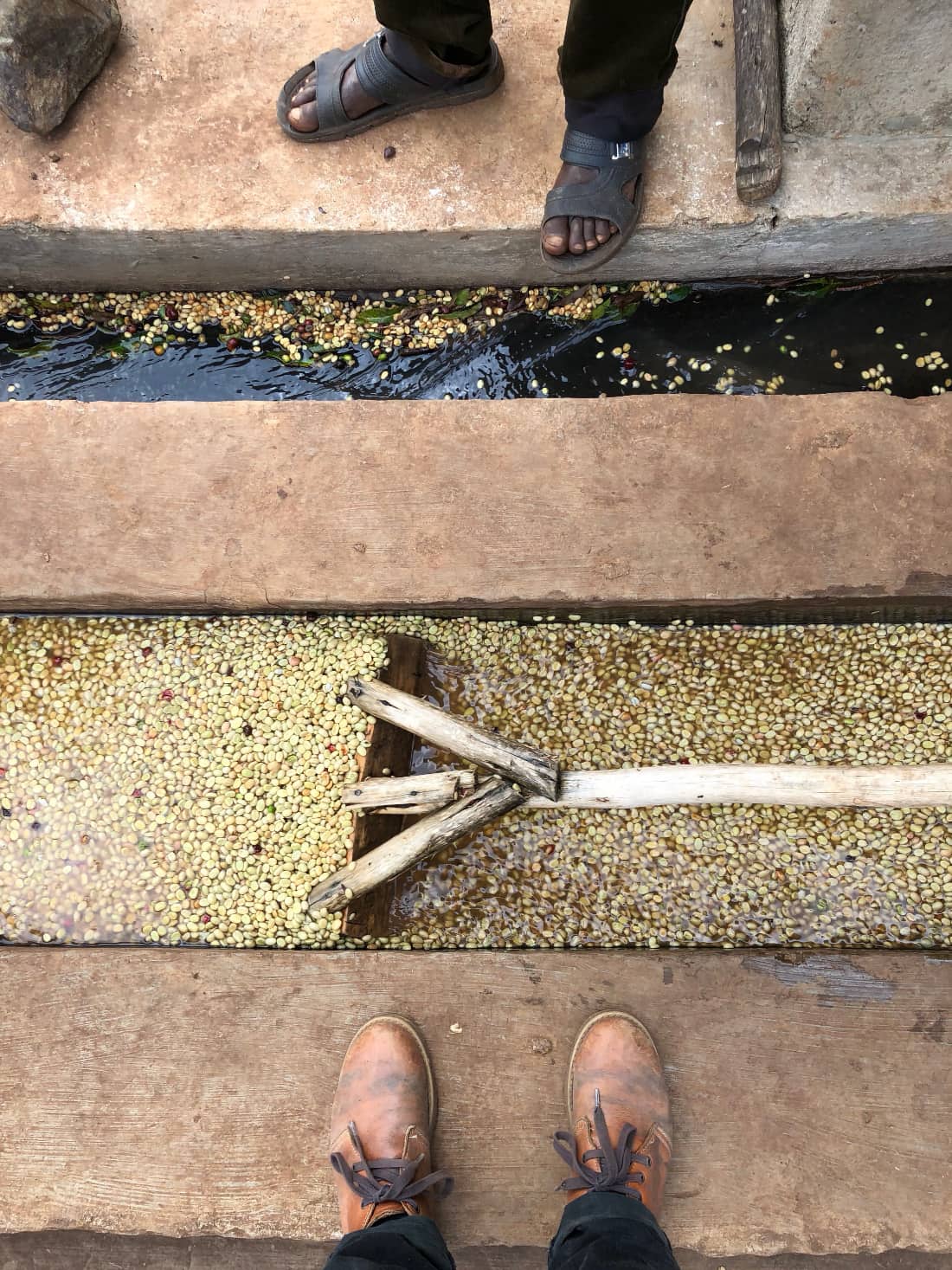 Washed coffee graded by density in the washing channels after fermentation
