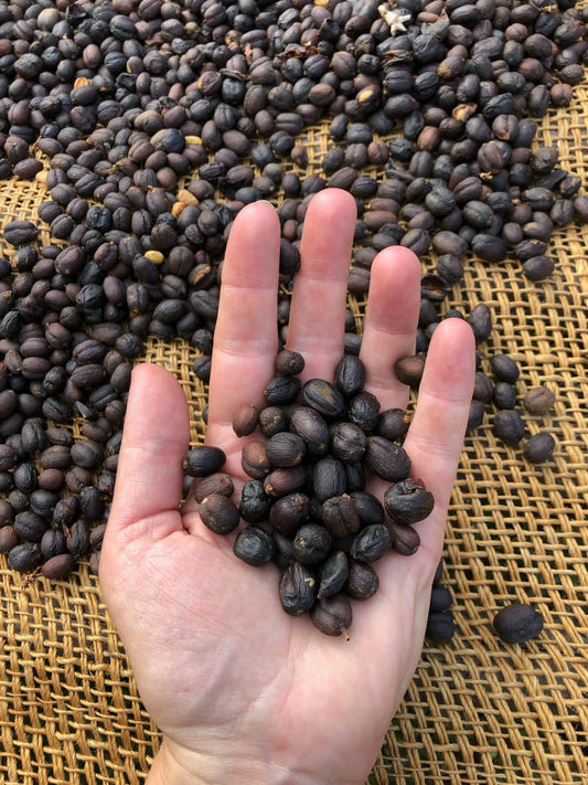 A handful of natural-process coffee cherries, dried dark after weeks in the sun [crop-65]