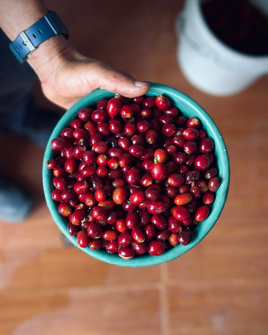 What is cherry-rested coffee?