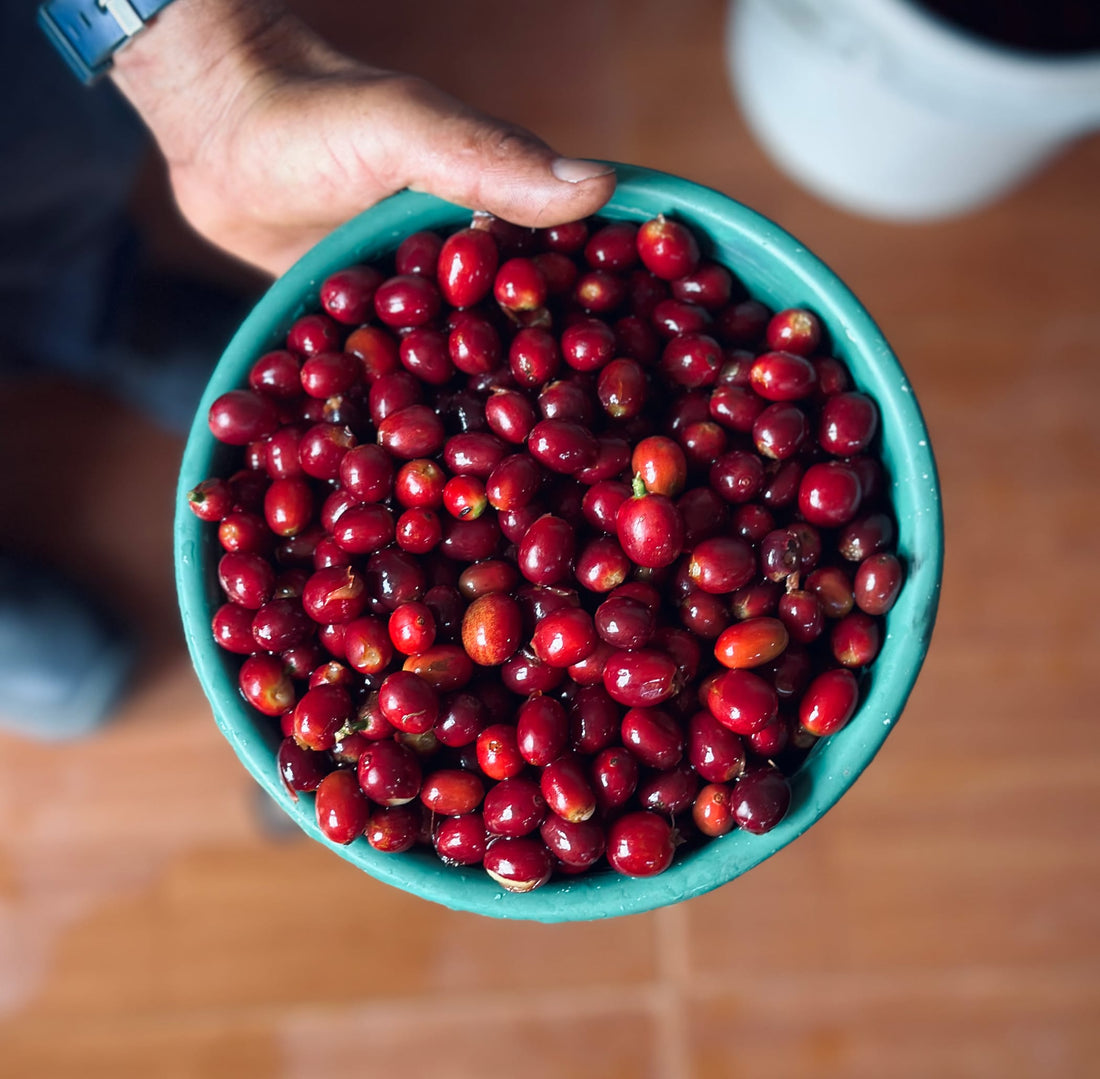 A bowl of freshly picked ripe coffee cherries held up at the mill