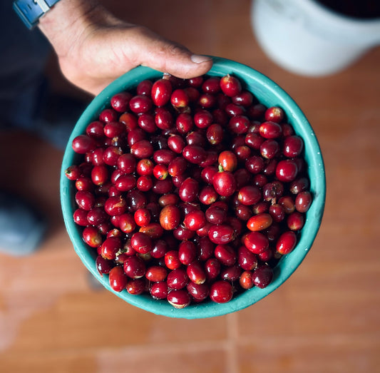 A bowl of freshly picked ripe coffee cherries held up at the mill