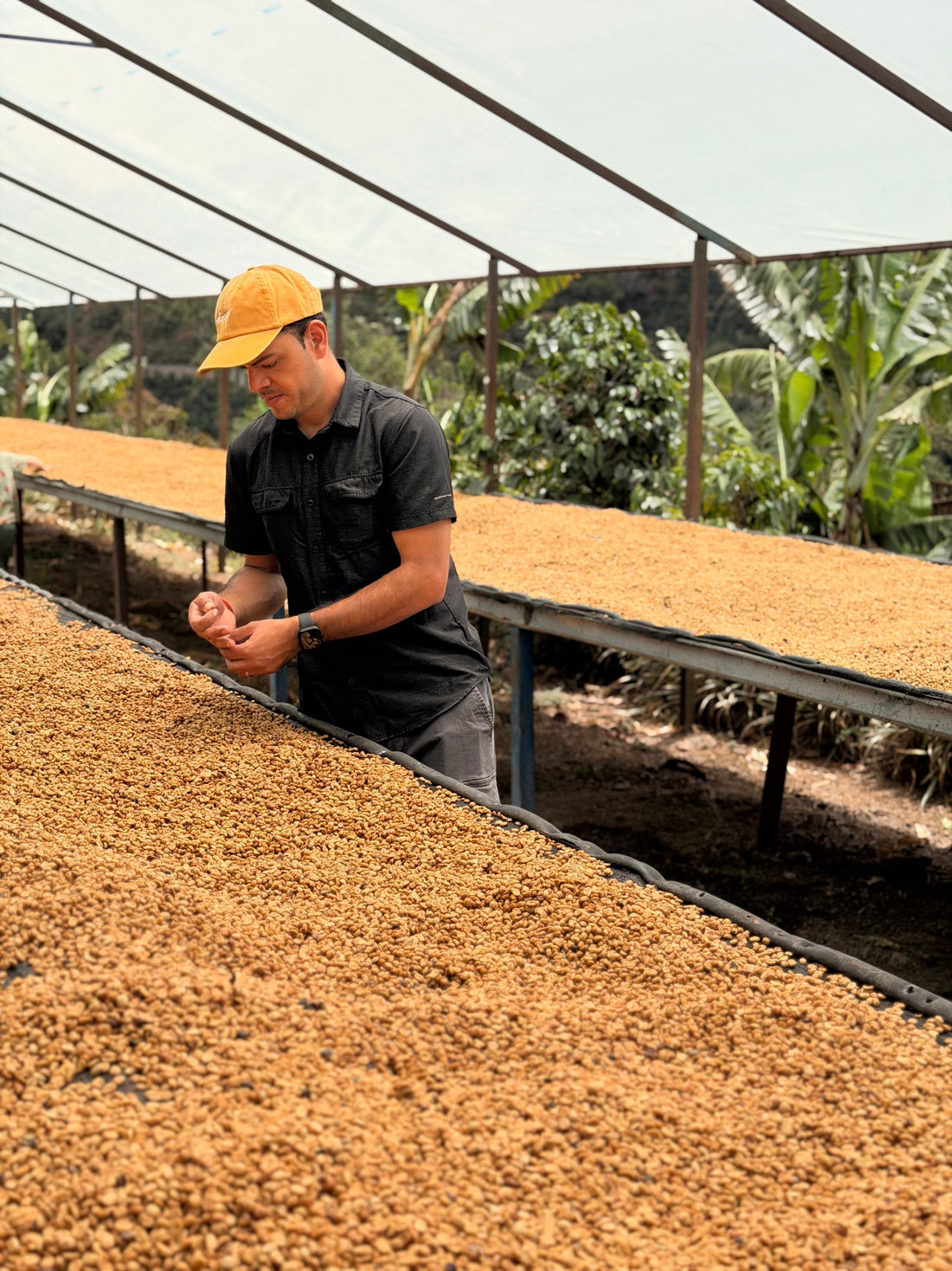 Monte Copey coffee drying beds