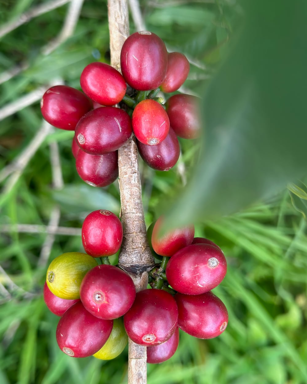 Ripe coffee cherries on the branch at Finca La Fuente, Colombia