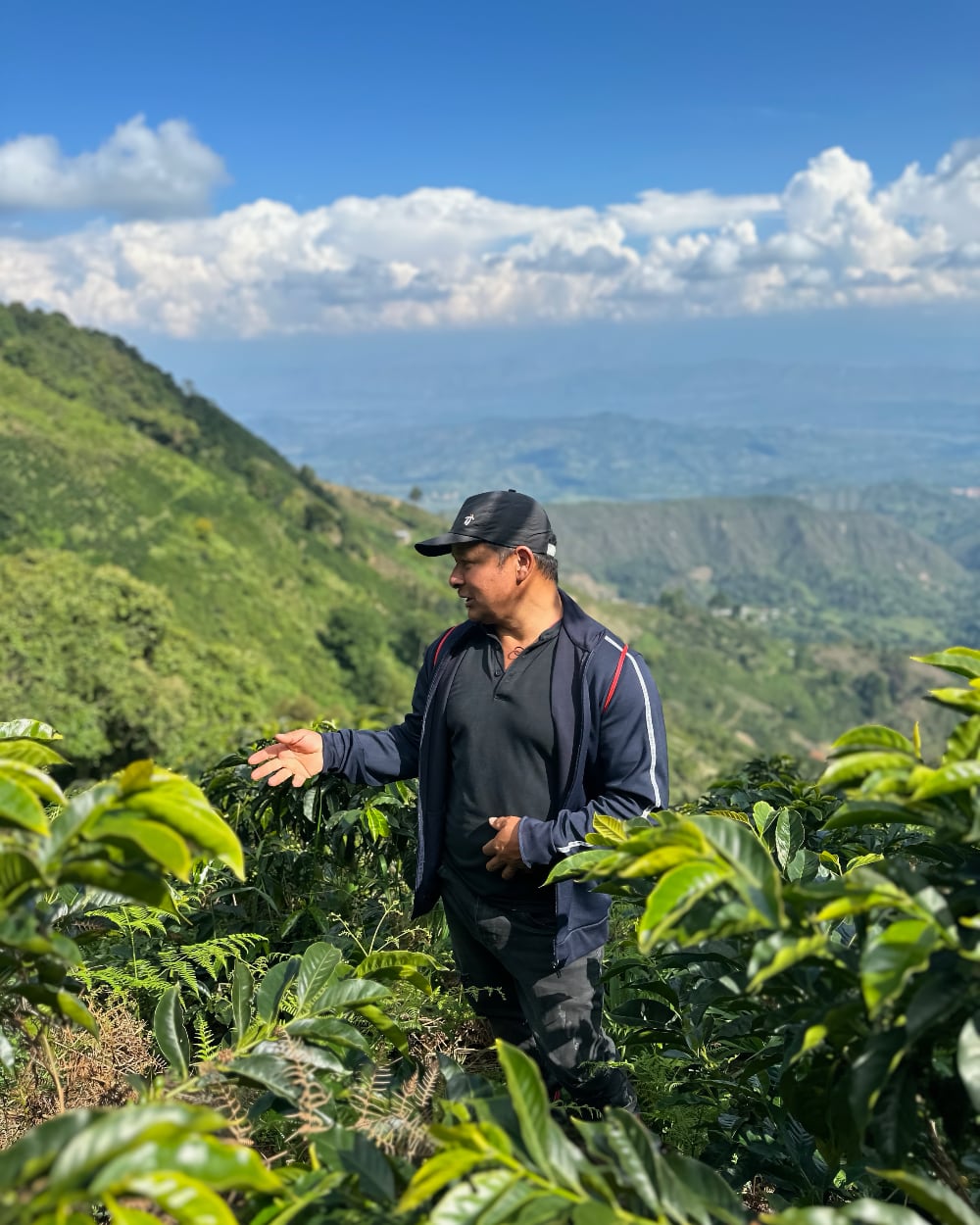 Coffee trees on the steep slopes of Finca La Fuente, Huila, with the mountains behind