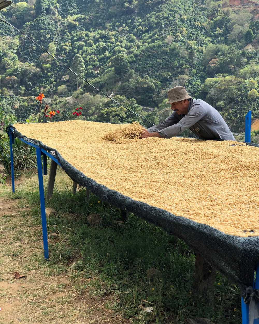 Costa Rica - Monte Copey "El Alto" Yellow Honey Catuai Wholesale – Koppi Roasters