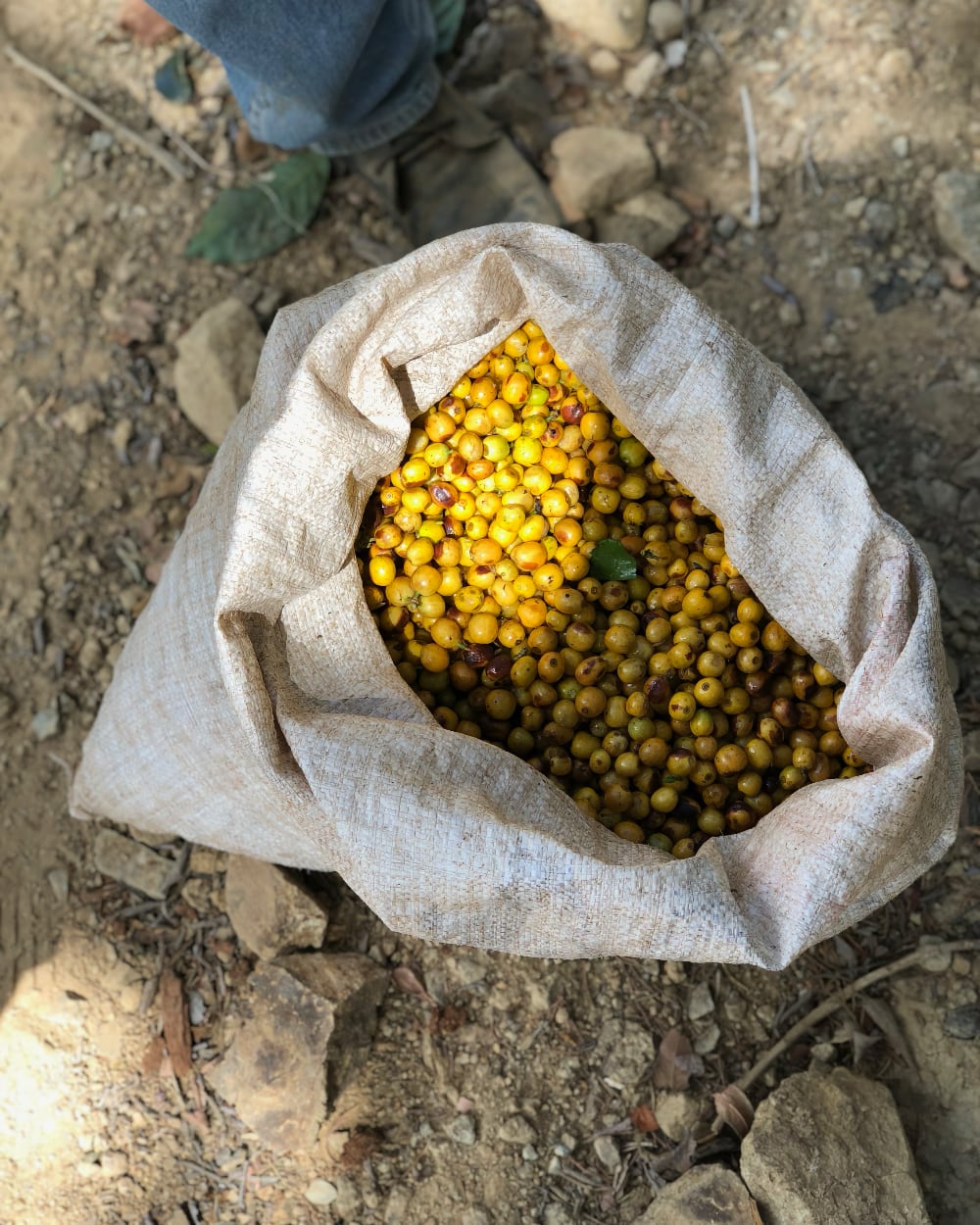Freshly harvested coffee cherries at La Lia, Costa Rica — the flavour starts here