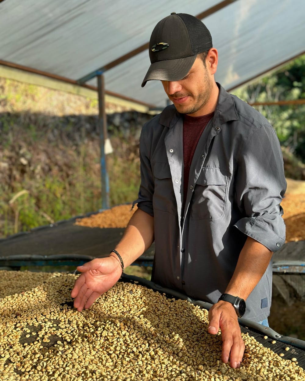 Checking parchment coffee on the drying beds at Monte Copey's micro mill, Costa Rica
