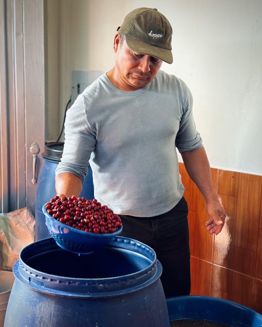 Freshly picked cherries being prepared for fermentation at Finca La Fuente