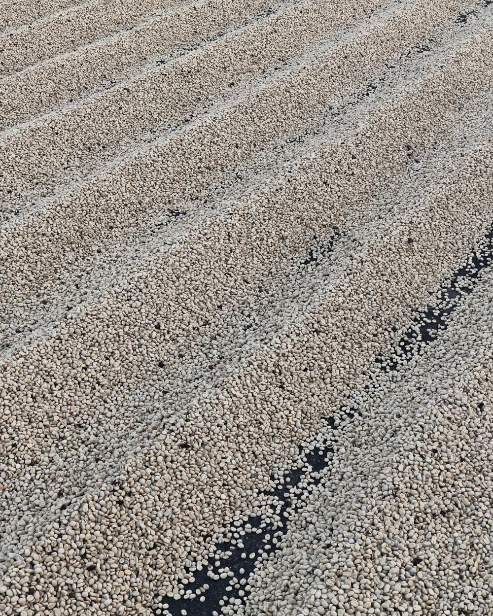 Coffee drying on raised beds at La Lia — careful processing is what makes light roasting possible