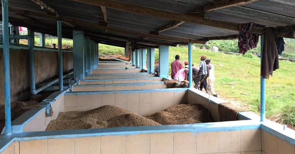 Parchment coffee in the fermentation tanks at Karimikui Coffee Factory, Kenya