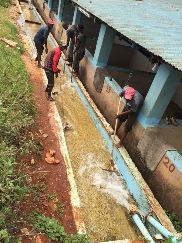 Workers washing and grading coffee in the channels at Karimikui, Kirinyaga, Kenya