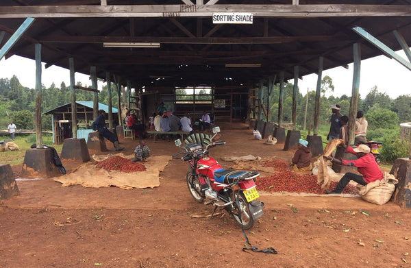 Freshly picked coffee cherries being sorted under the sorting shade at Karimikui Coffee Factory, Kenya