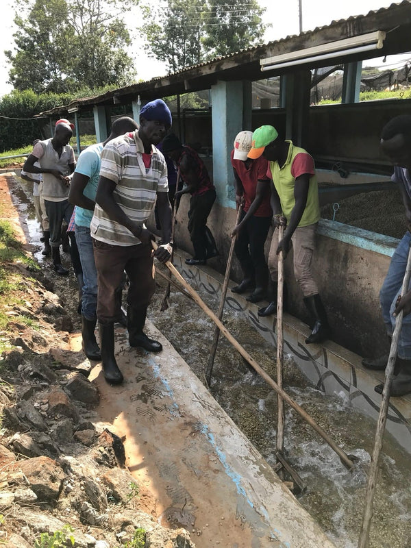 Workers moving coffee along the washing channels at Karimikui, Kirinyaga, Kenya