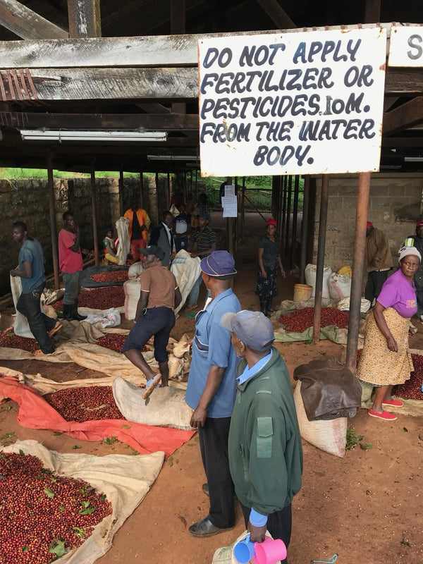 Farmers delivering ripe cherries to the sorting shade at Karimikui, Kirinyaga, Kenya